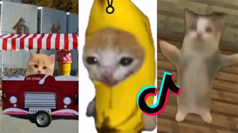 cat song tiktok|play happy cat tiktok.